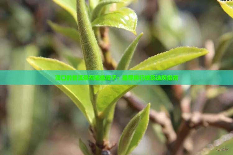 润口的普洱茶有哪些牌子：推荐排行榜及选购指南