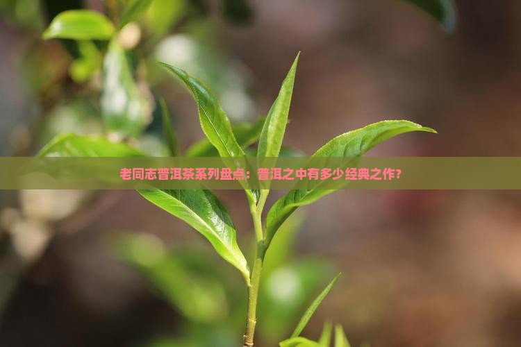 老同志普洱茶系列盘点：普洱之中有多少经典之作？