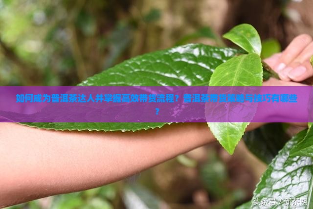 如何成为普洱茶达人并掌握高效带货流程？普洱茶带货策略与技巧有哪些？