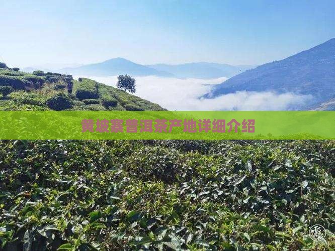 黄坡寨普洱茶产地详细介绍