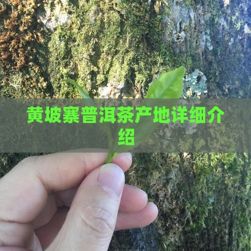 黄坡寨普洱茶产地详细介绍