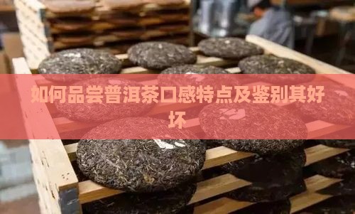 如何品尝普洱茶口感特点及鉴别其好坏