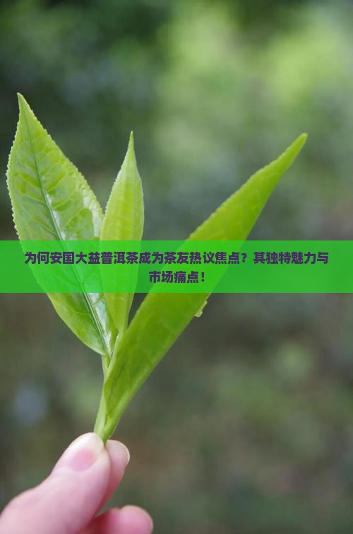 为何安国大益普洱茶成为茶友热议焦点？其独特魅力与市场痛点！