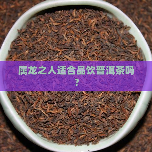 属龙之人适合品饮普洱茶吗？