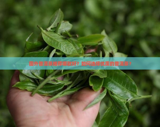 国外普洱茶推荐哪款好？如何选择优质的普洱茶？
