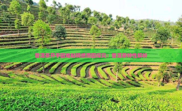 普洱茶开手困难粘稠感原因探究：普洱茶特性解析