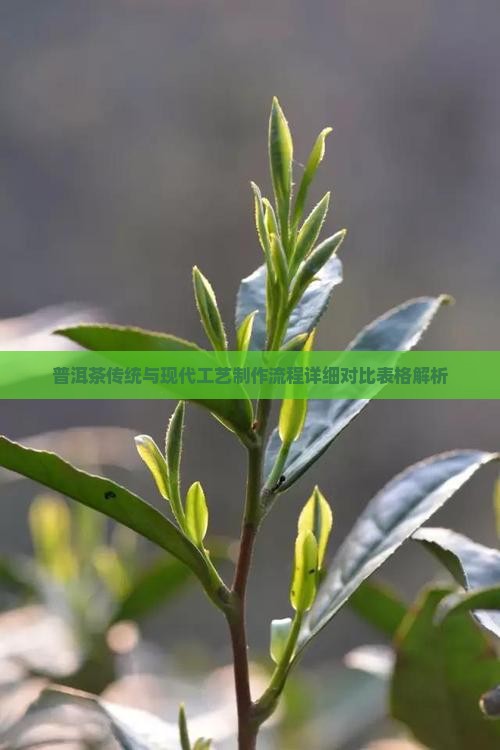 普洱茶传统与现代工艺制作流程详细对比表格解析