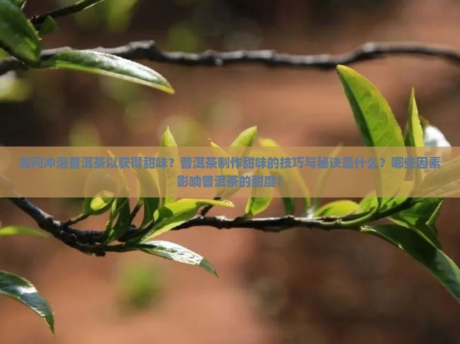 如何冲泡普洱茶以获得甜味？普洱茶制作甜味的技巧与秘诀是什么？哪些因素影响普洱茶的甜度？