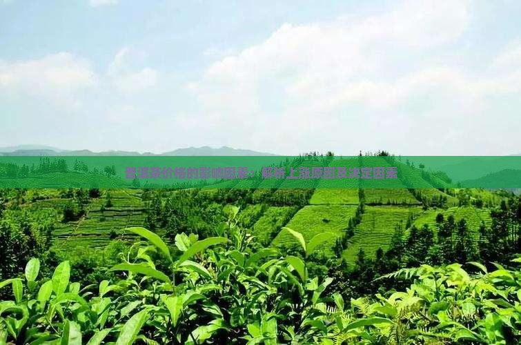 普洱茶价格的影响因素：解析上涨原因及决定因素