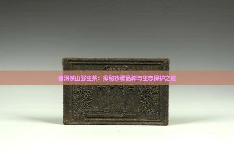 普洱茶山野生茶：探秘珍稀品种与生态保护之道