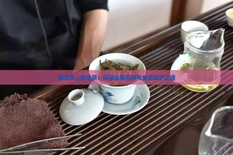 普洱茶山野生茶：探秘珍稀品种与生态保护之道