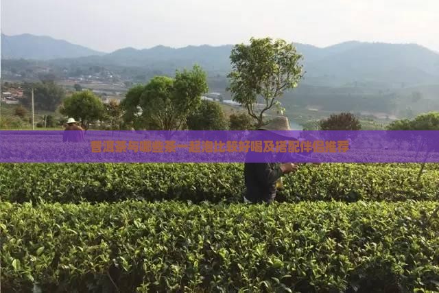 普洱茶与哪些茶一起泡比较好喝及搭配伴侣推荐