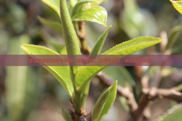 普洱老茶的功效与作用：如何辨别、饮用及保存，其效果有哪些？
