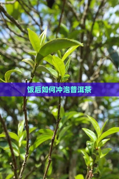 饭后如何冲泡普洱茶