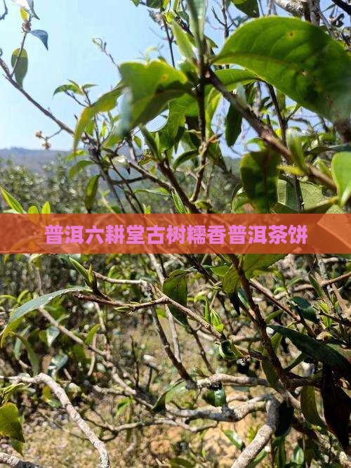 普洱六耕堂古树糯香普洱茶饼