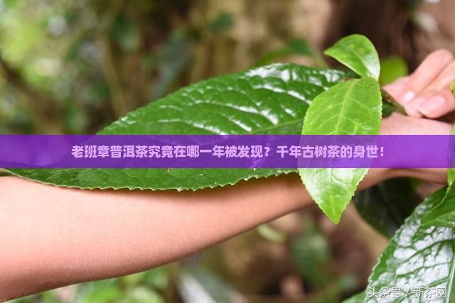 老班章普洱茶究竟在哪一年被发现？千年古树茶的身世！