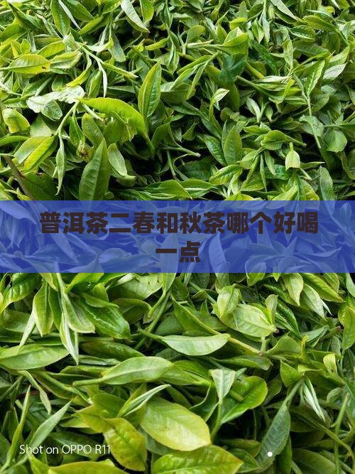 普洱茶二春和秋茶哪个好喝一点