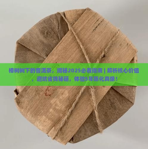 樟树树下的普洱茶 樟树树下的普洱茶