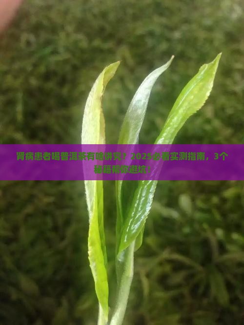 膜性肾病能喝普洱茶吗