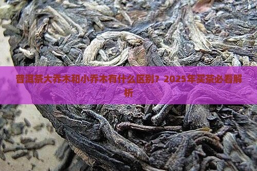 普洱茶大乔木小乔木