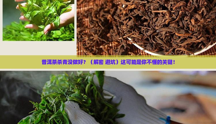 普洱茶杀青的重要性