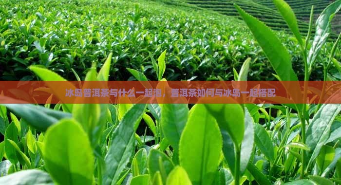 冰岛茶与什么一起泡