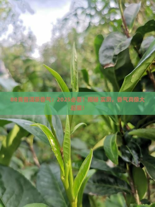88青普洱茶香气