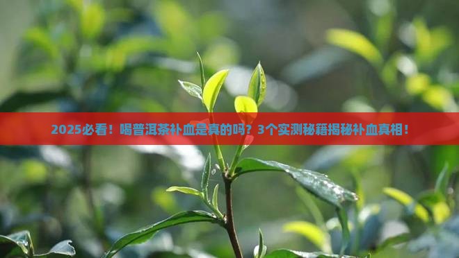 普洱茶是补血的吗