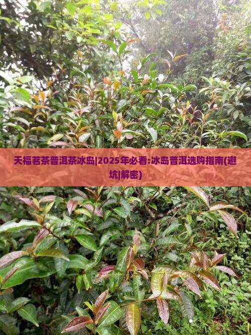 天福茗茶普洱茶冰岛