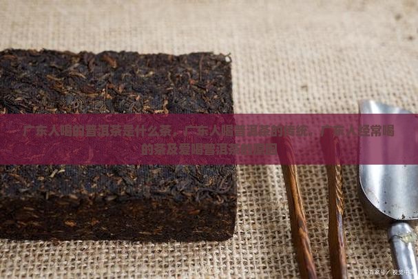 广东人喝的普洱茶是什么茶