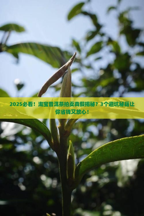淘宝上的普洱茶拍卖是真的吗