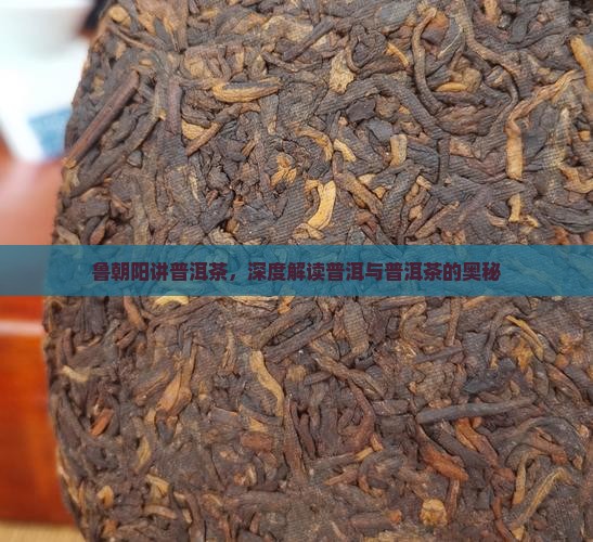 鲁朝阳讲普洱茶