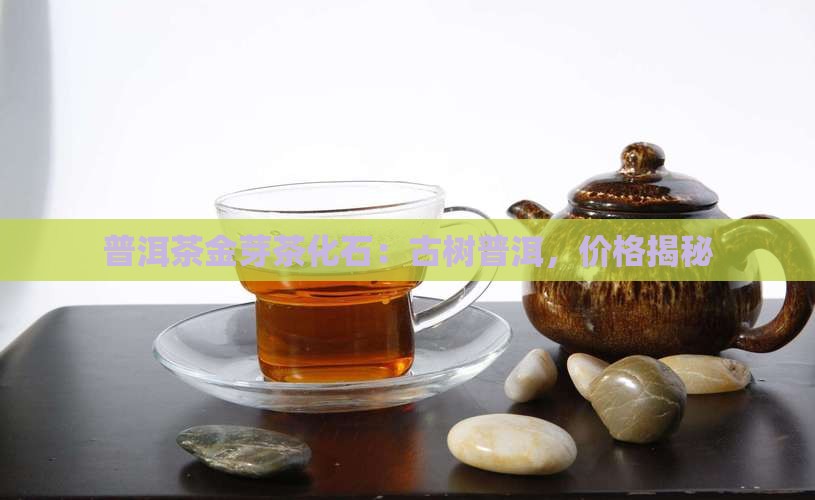 普洱茶金芽茶化石