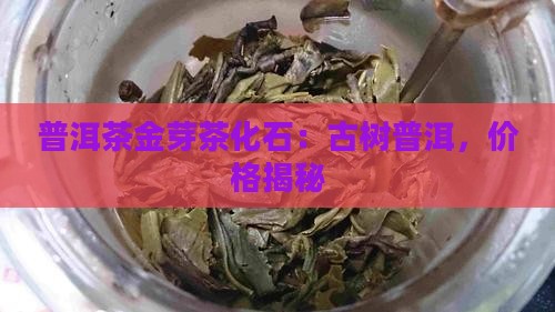 普洱茶金芽茶化石