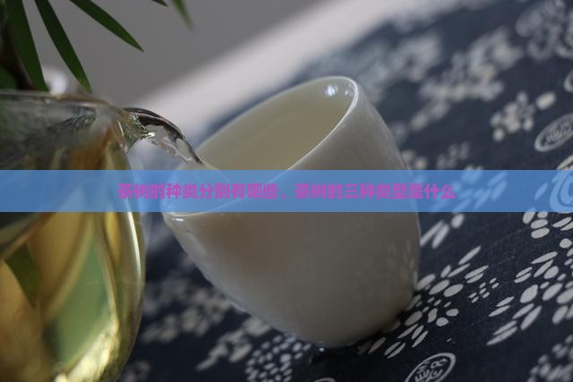 茶树的种类分别