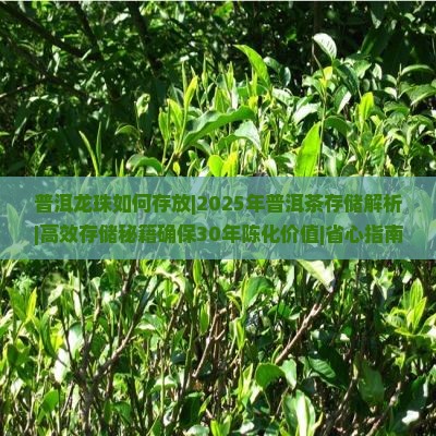 普洱龙珠如何存放