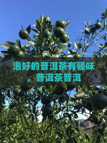 泡好的普洱茶有尿味