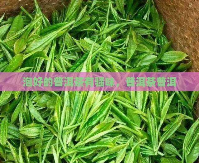 泡好的普洱茶有尿味