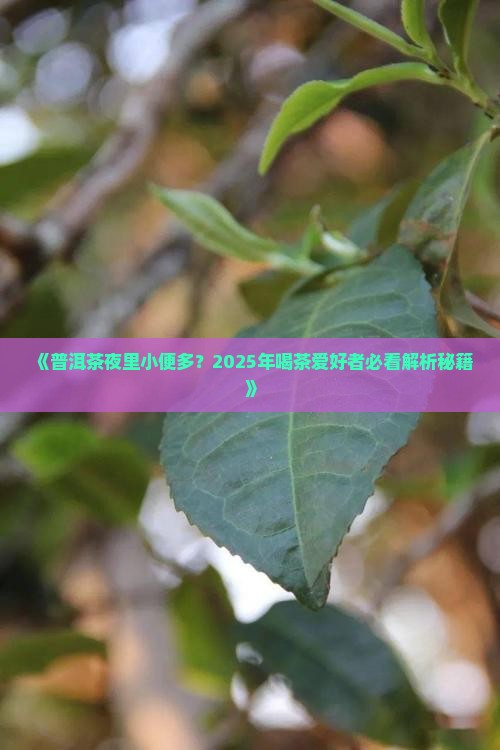 普洱茶夜里小便多