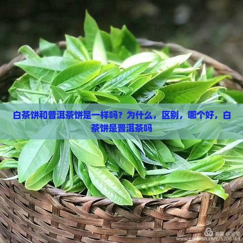 白茶饼和普洱茶饼是一样吗