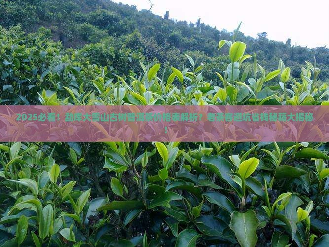 勐库大雪山古树普洱茶价格表