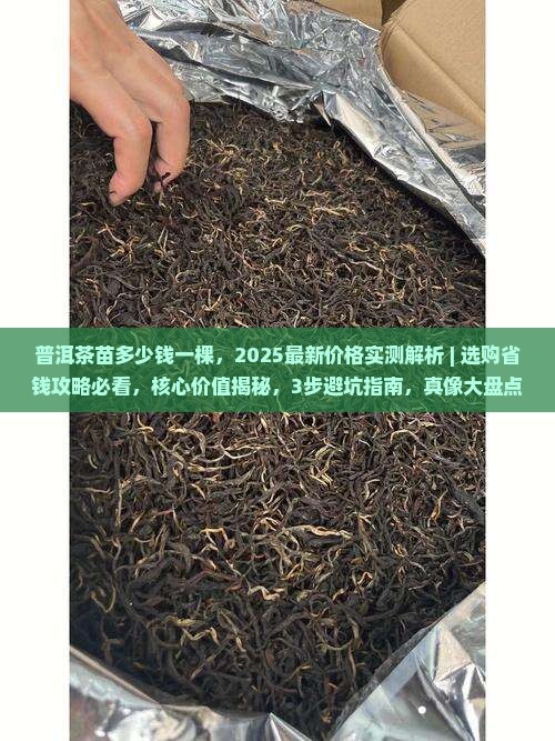 普洱茶苗多少钱一棵