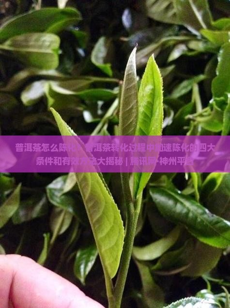 普洱茶怎么陈化
