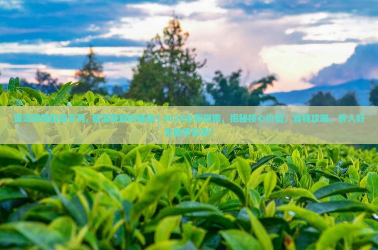 普洱茶喝的是岁月