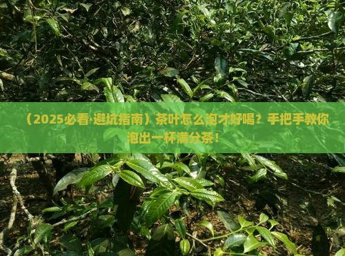 茶叶怎么泡才好喝怎么泡茶才好喝