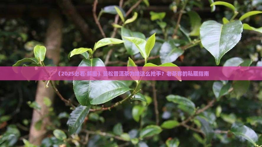 曼松普洱茶什么样的好卖