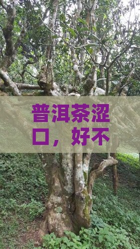 普洱茶太涩口了好不
