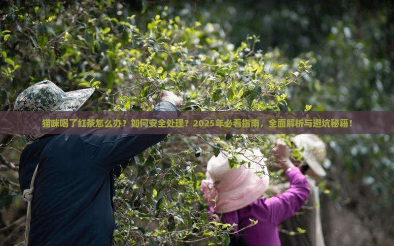 猫咪喝了红茶怎么办