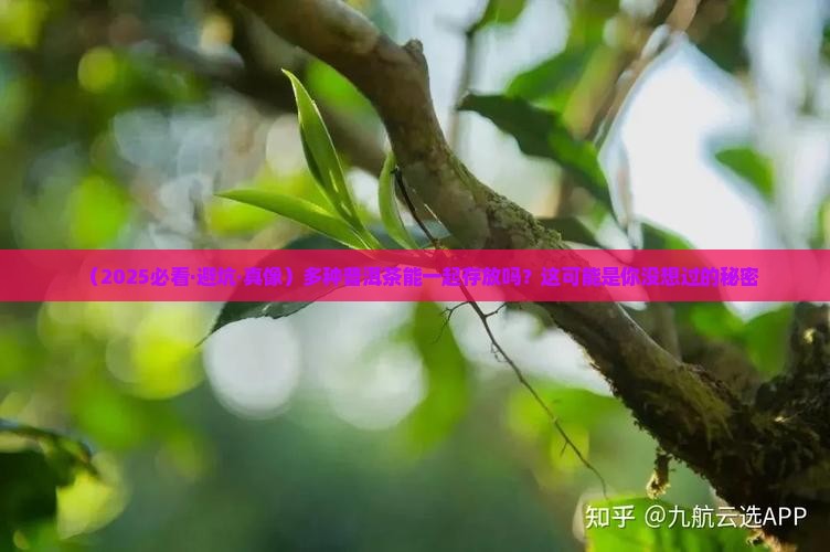 多种普洱茶一起存放