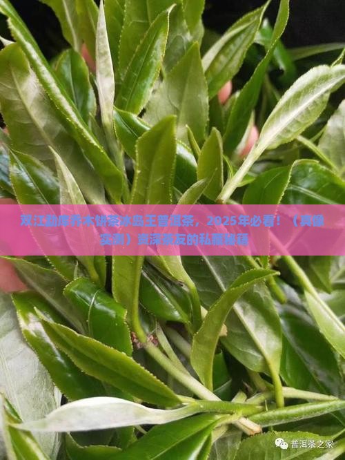 双江勐库乔木饼茶冰岛王普洱茶